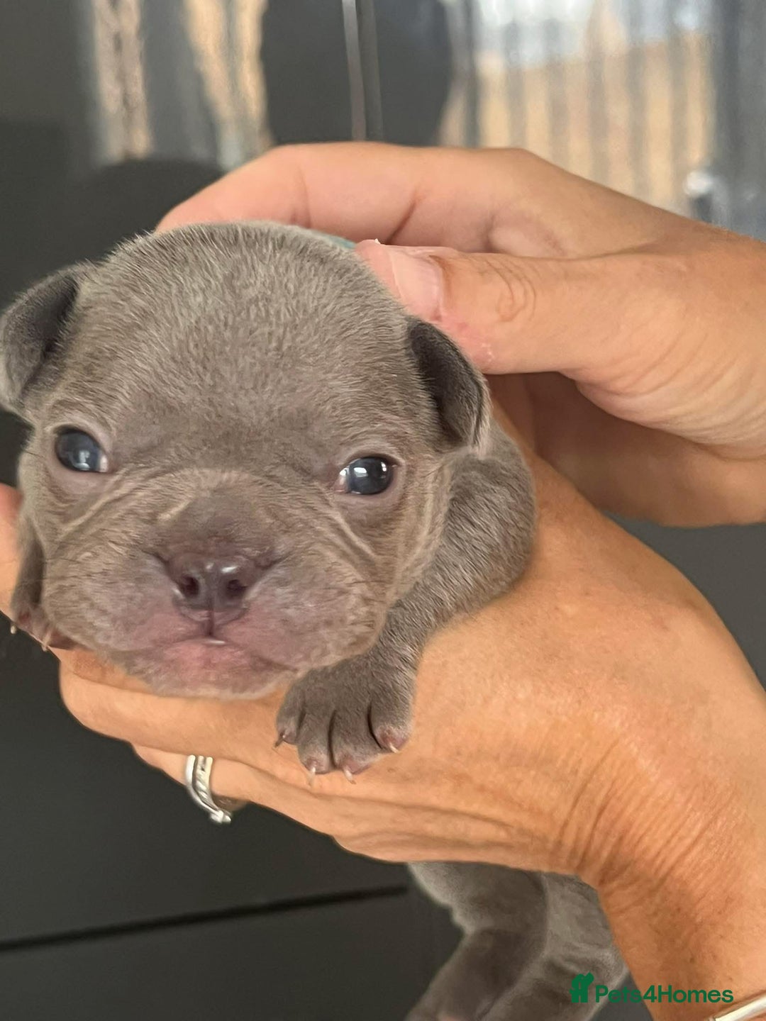 French Bulldog dogs for sale: Ready to leave on the 12th of September - Image 16