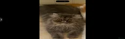 Persian cats for sale: PERSIAN KITTENS FOR SALE  - Advert 12