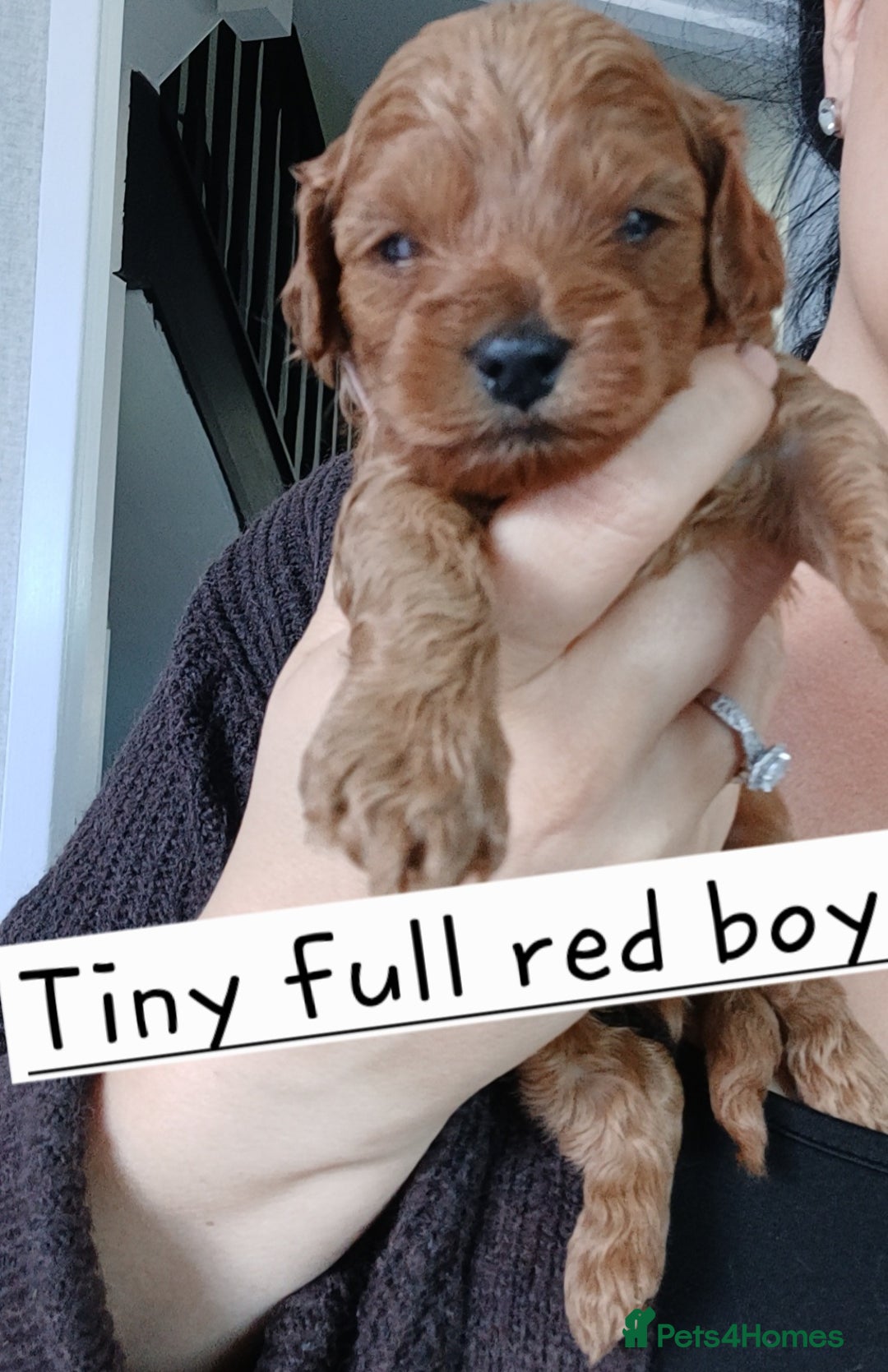 Cockapoo dogs for sale: Beautiful cockapoo puppies  - Image 5
