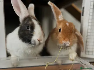 English Lop rabbits Two female rabbits - Advert 1