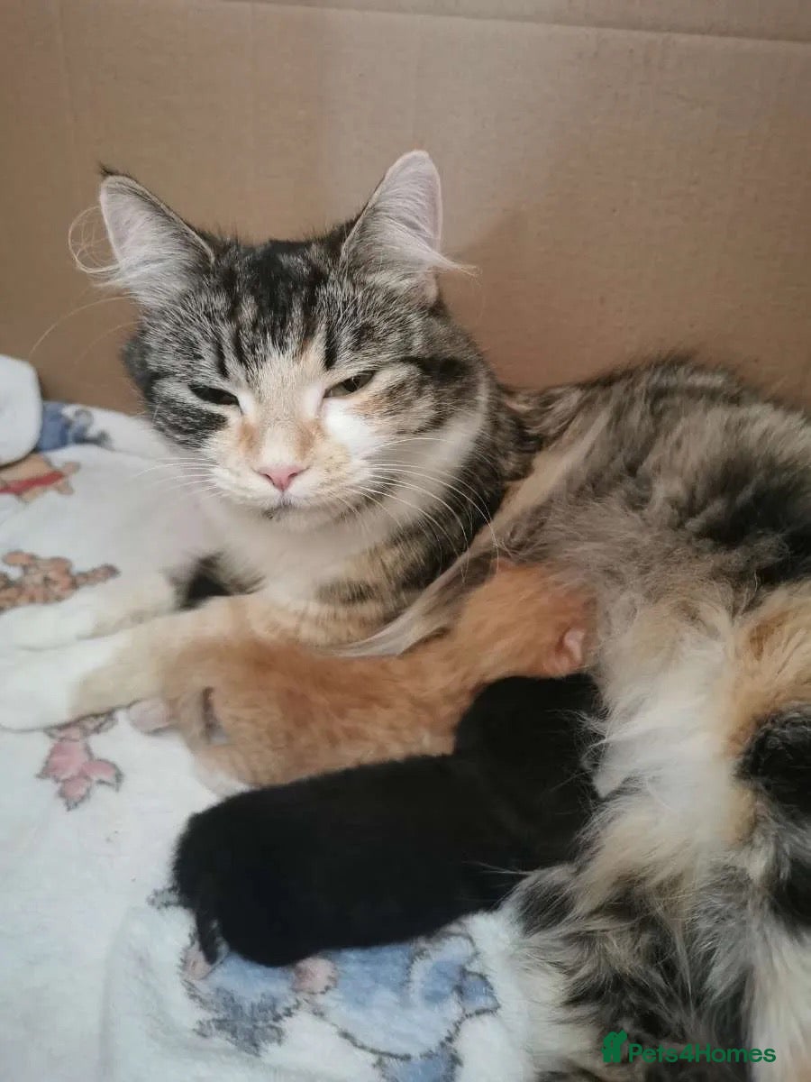 Mixed Breed cats Long haired Female kitten  - Advert 1