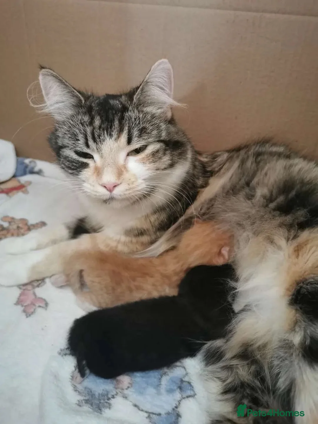 Mixed Breed cats for sale: Long haired Female kitten  in Chelmsford - Advert 1