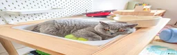 British Shorthair cats for sale: British shorthair  - Advert 5