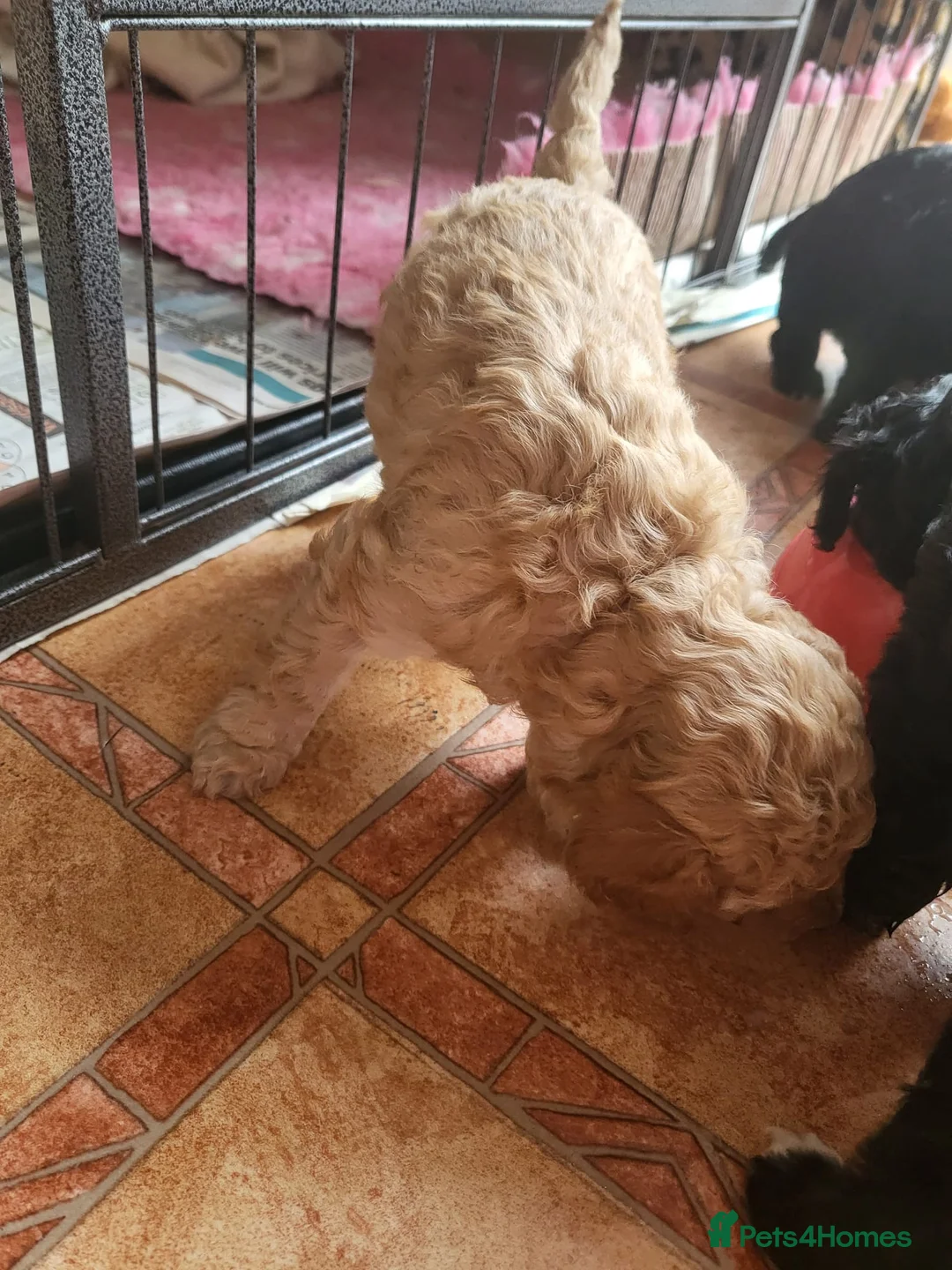 Cavapoo dogs for stud:  PROVEN F1 Cavapoo for stud in Birmingham - Advert 16