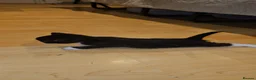 Domestic Shorthair cats for adoption: Tuxedo rescue kitten needs his own home - Advert 2