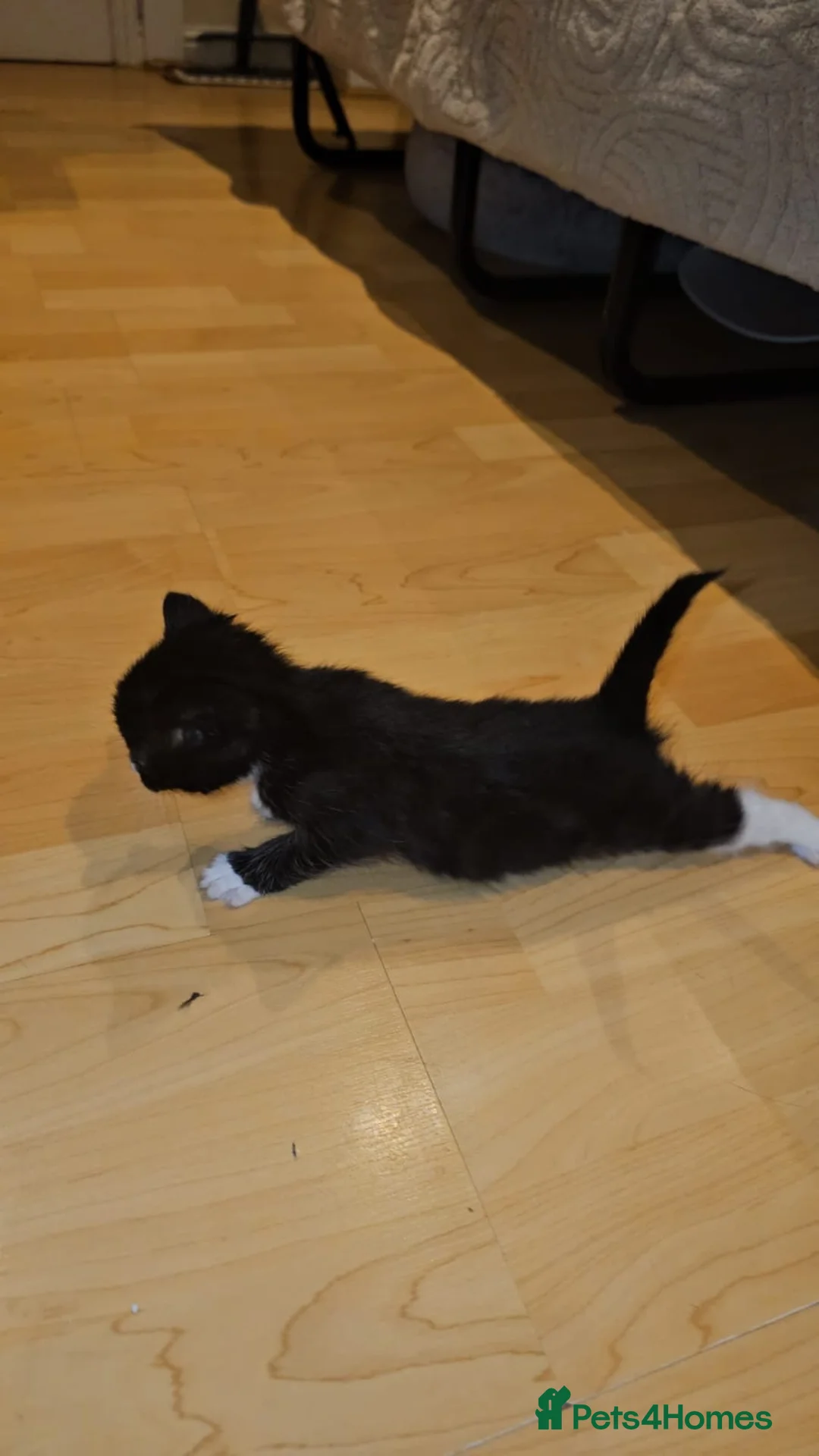 Domestic Shorthair cats for adoption: Tuxedo rescue kitten needs his own home - Advert 2