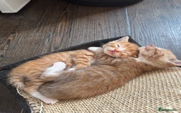 Mixed Breed cats for sale: Mixed breed ginger kittens - Image 6