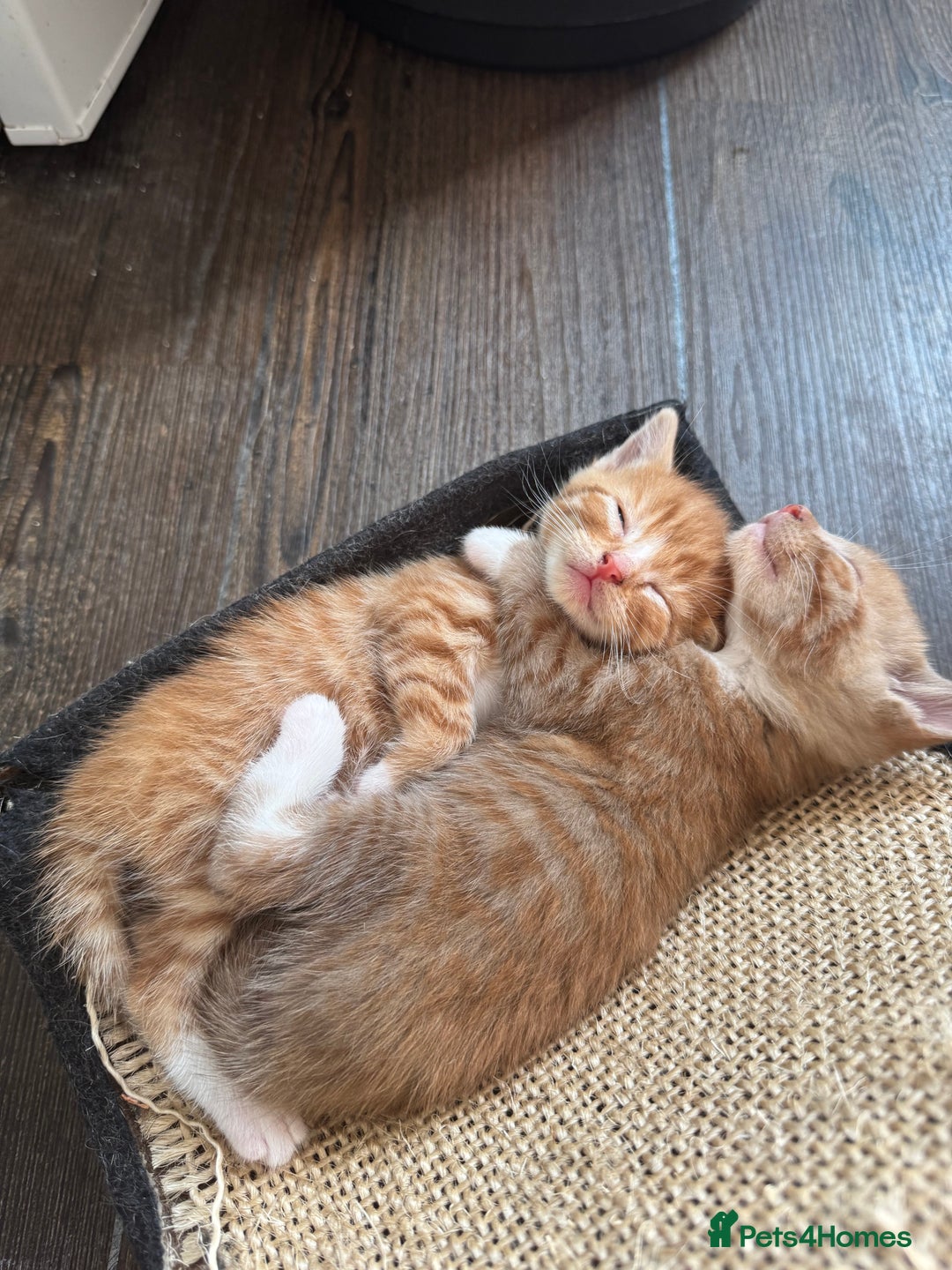 Mixed Breed cats for sale: Mixed breed ginger kittens - Image 6