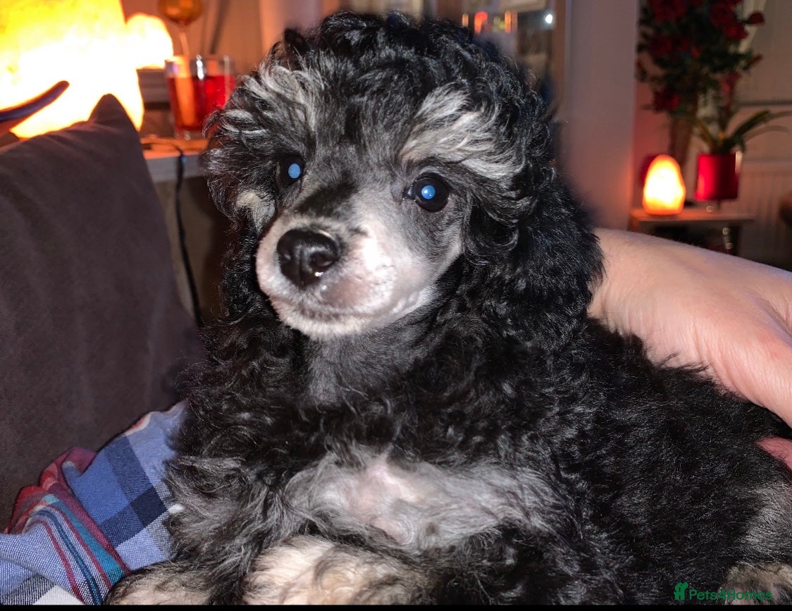 Toy Poodle dogs Phantom Toy Poodle Tri colour KC (STUD ONLY) - Advert 10