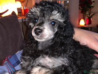 Toy Poodle dogs Phantom Toy Poodle Tri colour KC (STUD ONLY) in Coalville - Advert 4