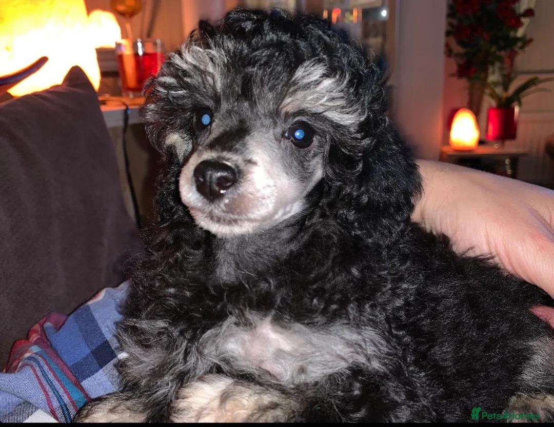 Toy Poodle dogs for stud: Phantom Toy Poodle Tri colour KC (STUD ONLY) in Coalville - Advert 2