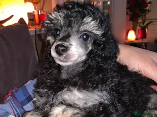 Toy Poodle dogs Phantom Toy Poodle Tri colour KC (STUD ONLY) - Advert 10