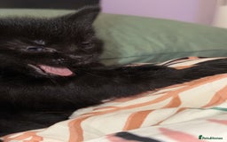 British Shorthair cats for sale: 4 full black cats - Image 6