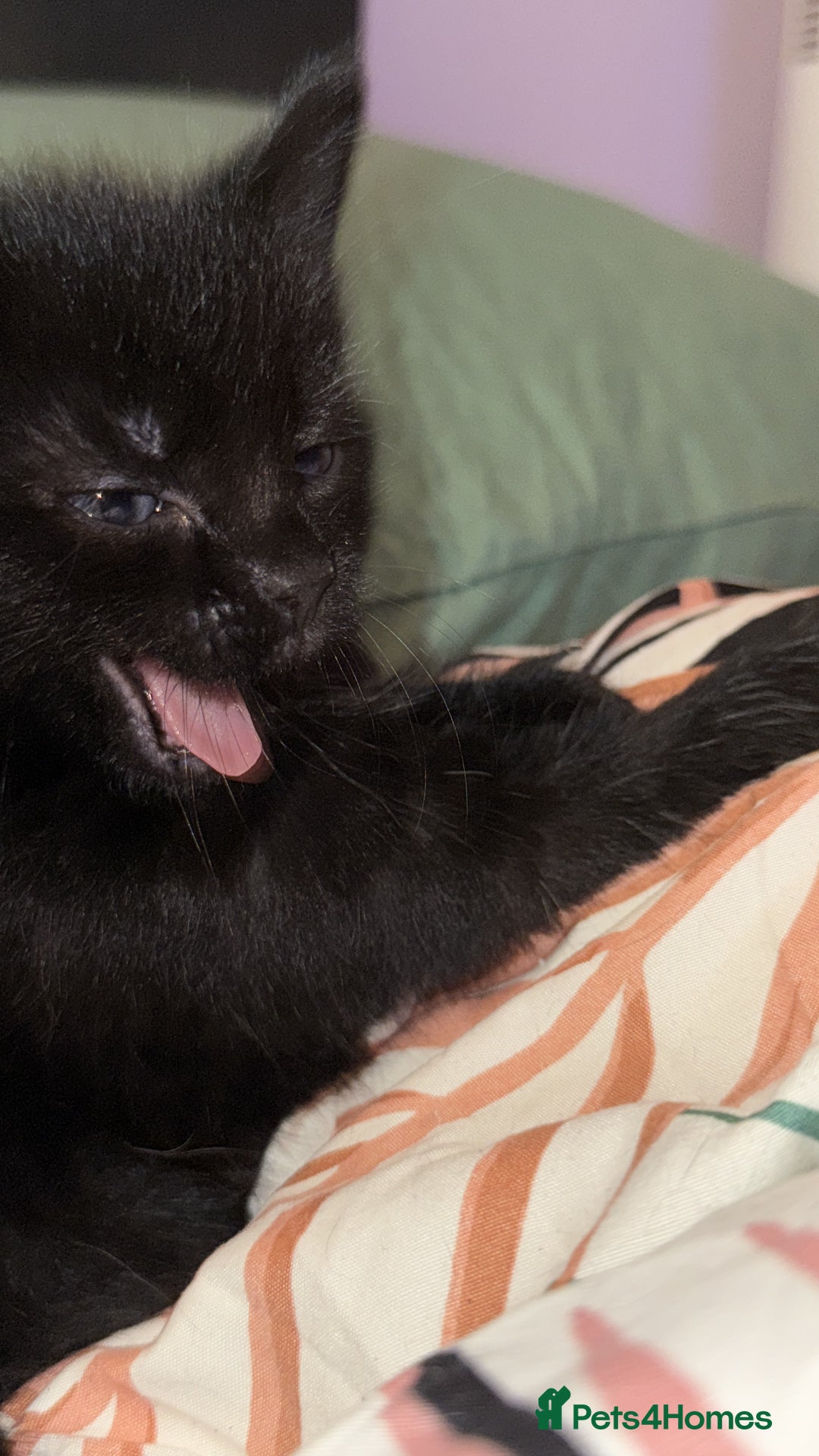 British Shorthair cats for sale: 4 full black cats - Image 6