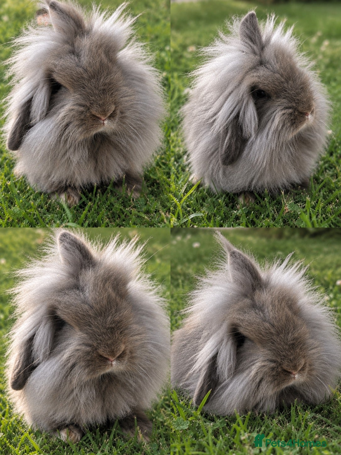 Lionhead rabbits 12 Week Old Chocolate Lionlop doe show stock  - Advert 15