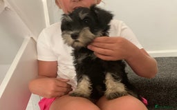 Miniature Schnauzer dogs for sale: KC Mini Schnauzer/Vaccinated Ready for walks - Image 6