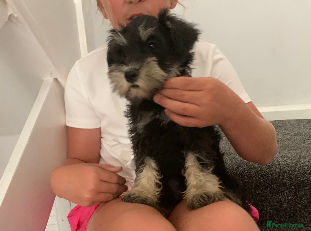 Miniature Schnauzer dogs for sale: KC Mini Schnauzer/Vaccinated Ready for walks - Image 6