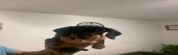 Dachshund dogs for sale: Beautiful Miniature Dachshund puppy 🐾❤️ - Advert 4