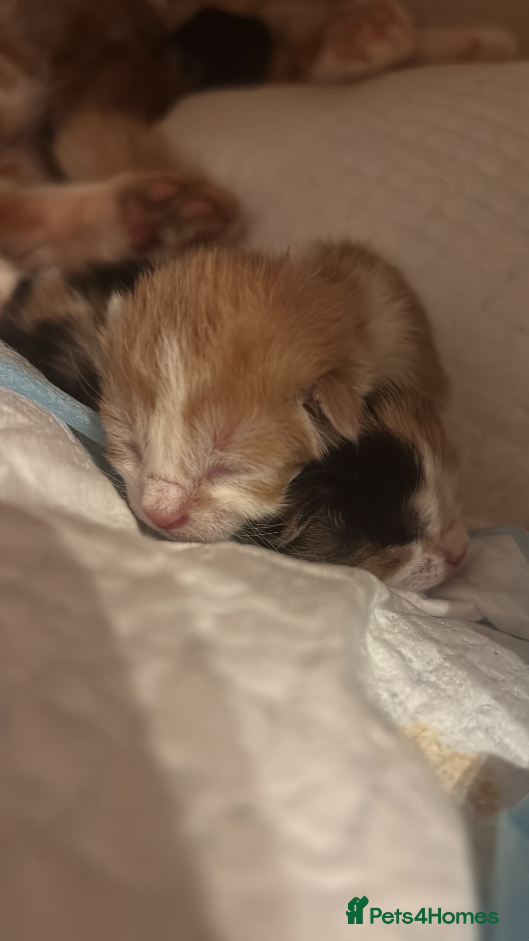 Domestic Shorthair cats for sale: 5 Gorgeous Kittens -  ready on the 7th January  - Advert 21