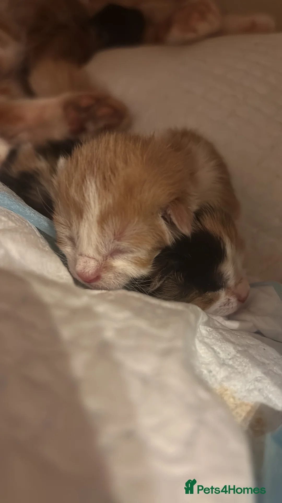 Domestic Shorthair cats for sale: UPDATE 2nd February 1 ginger and white boy left - Advert 15