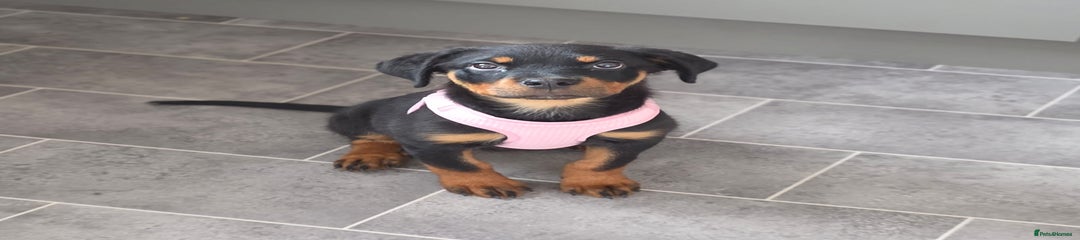 Rottweiler Puppy 1