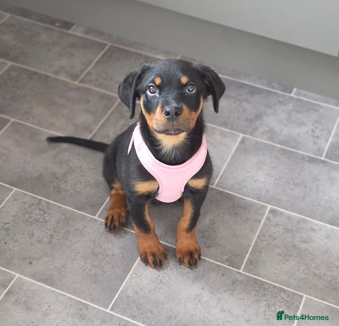 Rottweiler dogs for sale: Rottweiler 14 weeks old - Image 3