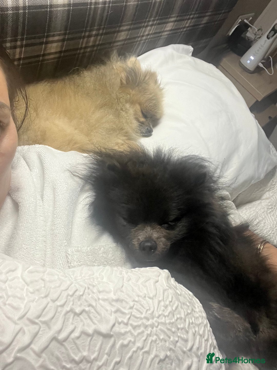 Pomeranian dogs for sale: Coco  - Advert 1