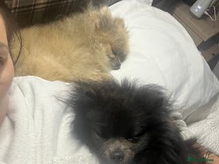 Pomeranian dogs Coco - Advert 4