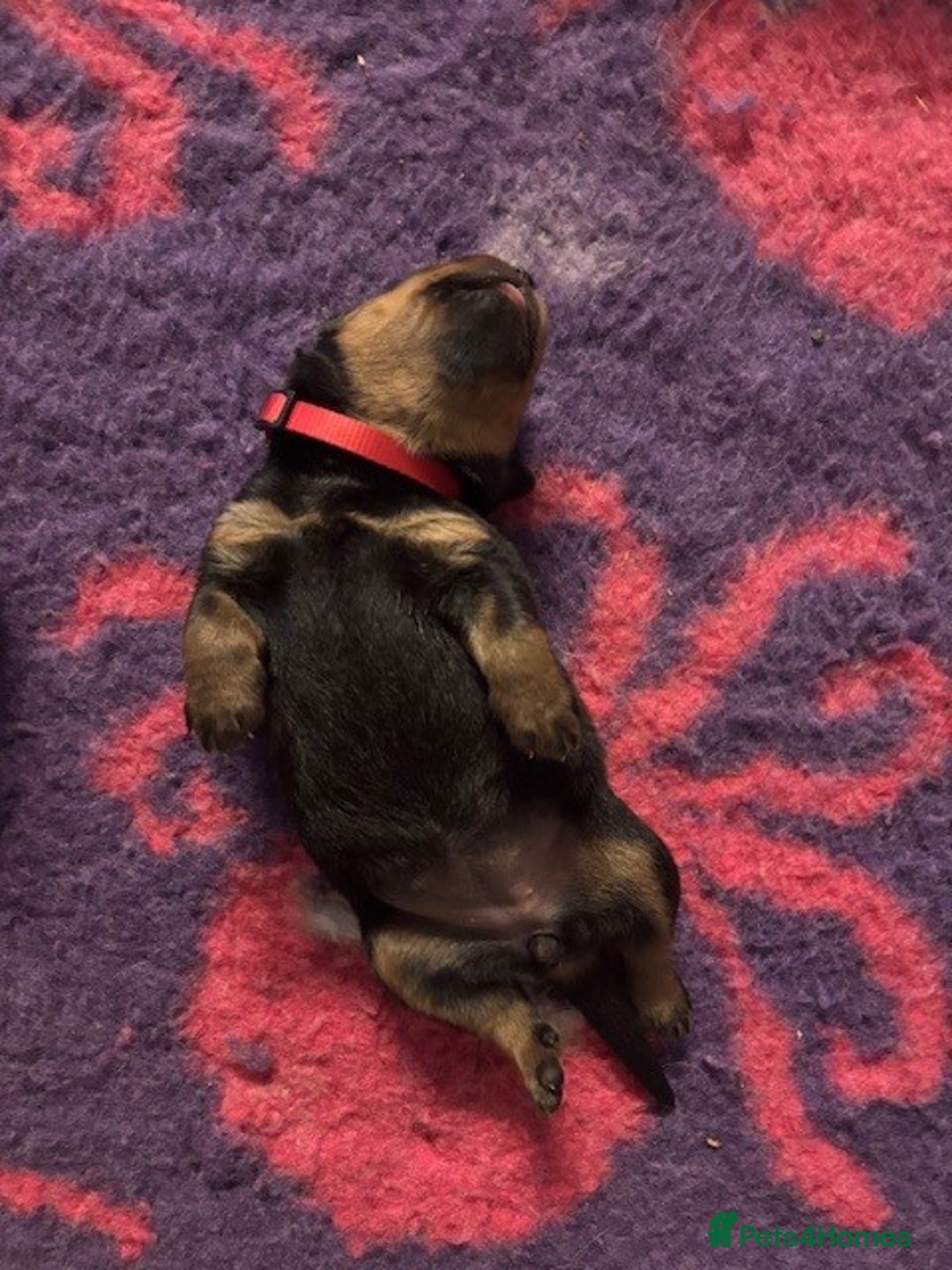 Rottweiler dogs for sale:  Rottweiler Puppies - READY NOW! 2 LEFT!  - Image 9