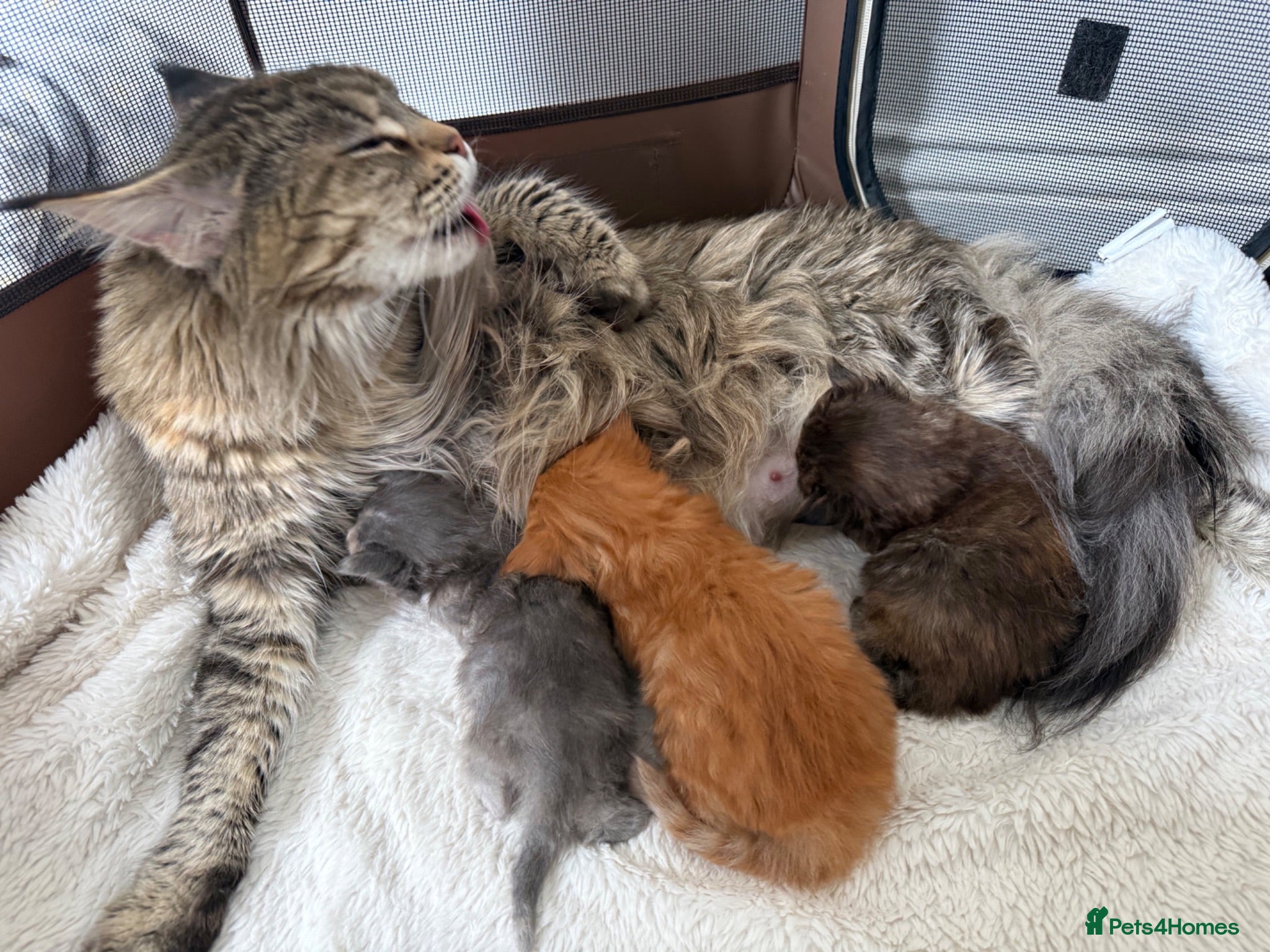 Maine Coon cats 🐾 Georgous TICA Maine Coon Kittens🐾 - Advert 1