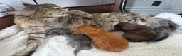 Maine Coon cats for sale: 🐾 Georgous TICA Maine Coon Kittens🐾 - Advert 1