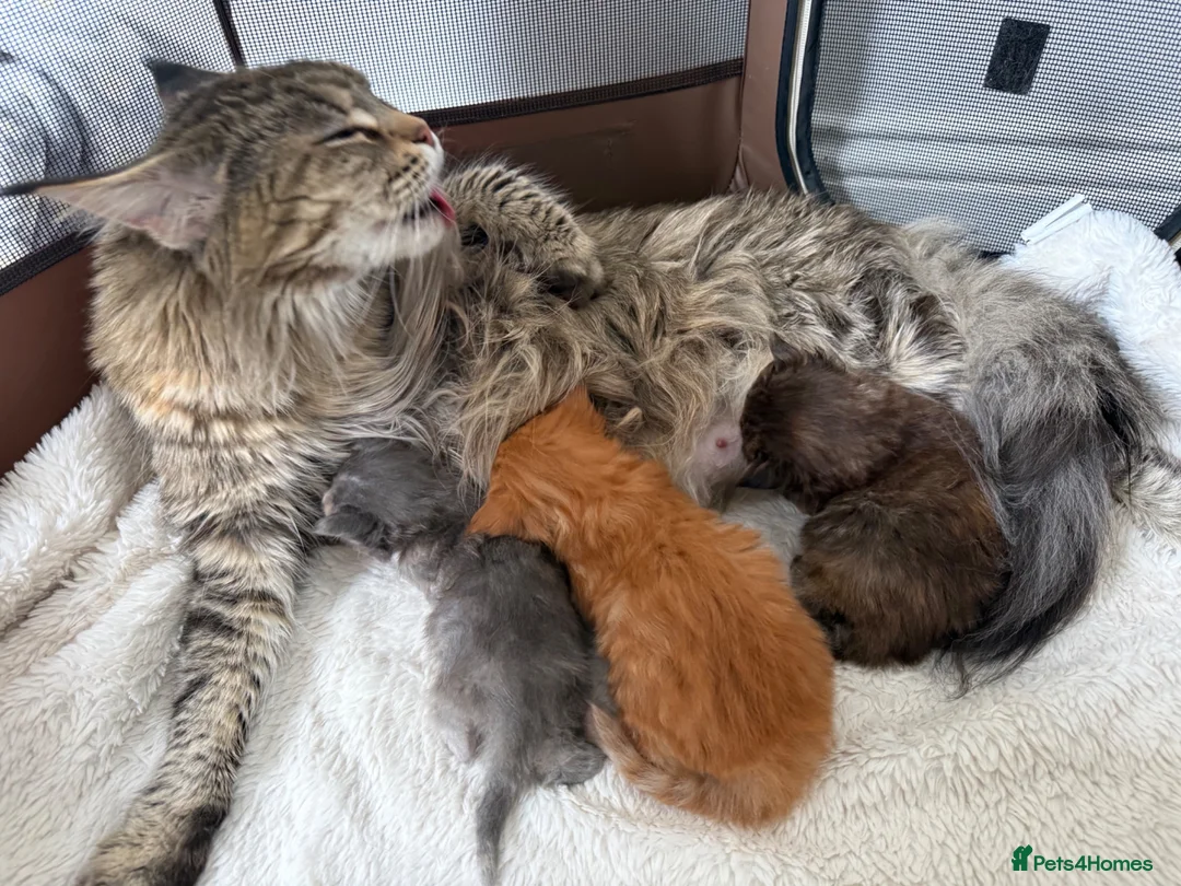 Maine Coon cats for sale: 🐾 Georgous TICA Maine Coon Kittens🐾 - Advert 1