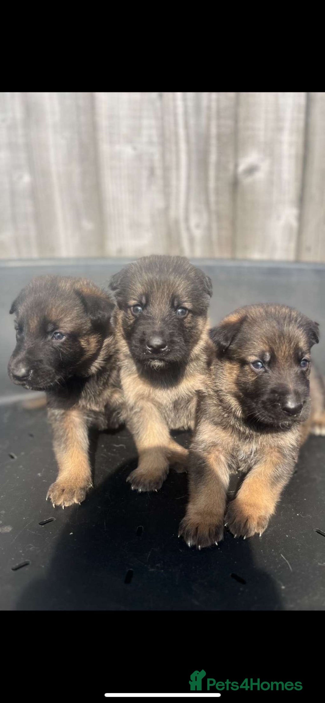 German Shepherd dogs for sale: Beautiful chunky German shepherd puppies  - Image 1