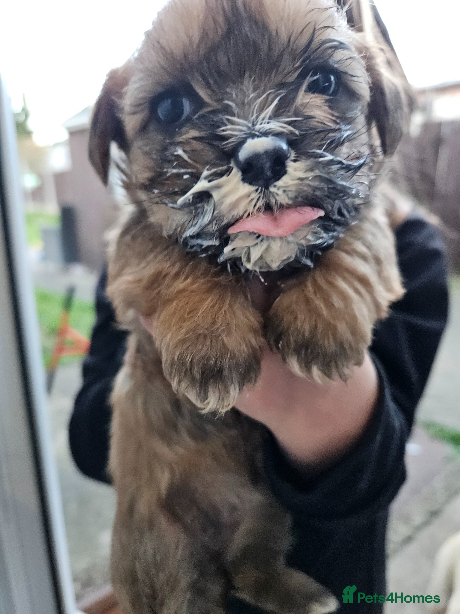 Mixed Breed dogs Cocker spaniel cross puppies - Advert 4