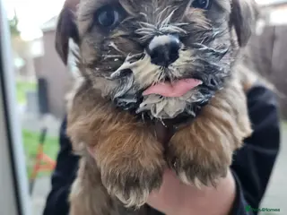 Mixed Breed dogs Cocker spaniel cross puppies - Advert 4