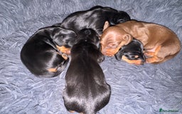 Miniature Dachshund dogs for sale: Miniature Dachshund puppies - Image 5