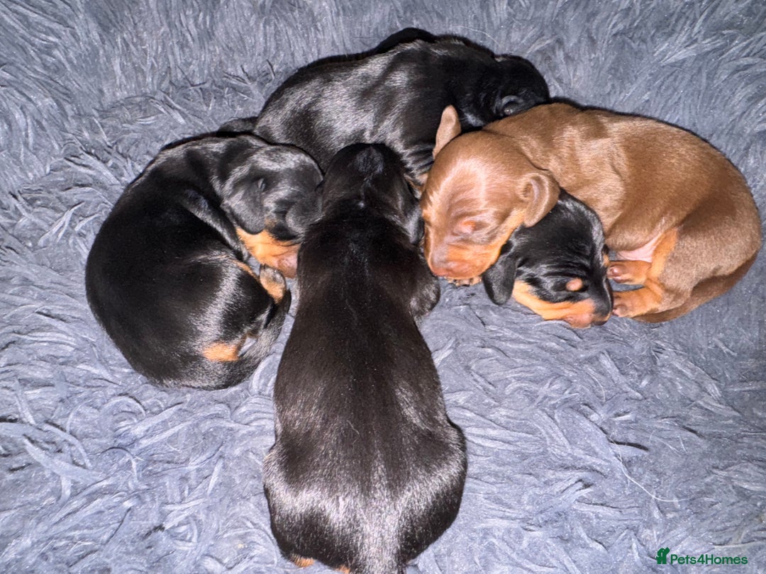 Miniature Dachshund dogs for sale: Miniature Dachshund puppies - Image 5