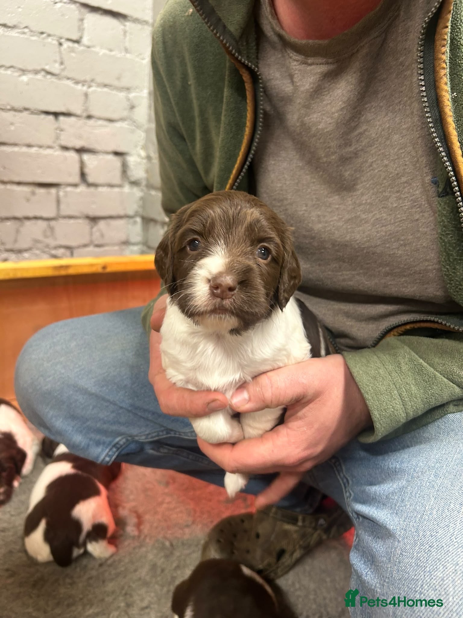English Springer Spaniel dogs English springer spaniels  - Advert 2