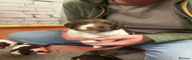 English Springer Spaniel 5