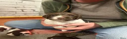 English Springer Spaniel dogs for sale: English springer spaniels  - Advert 2