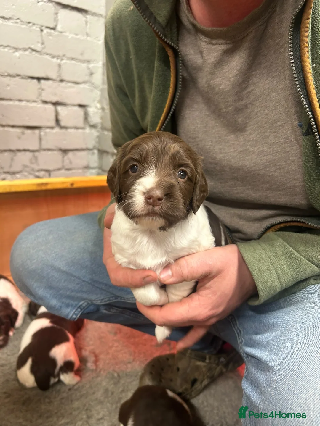 English Springer Spaniel dogs for sale: English springer spaniels  - Advert 2