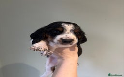 Basset Hound dogs for sale: Bassett hound puppies  - Advert 20