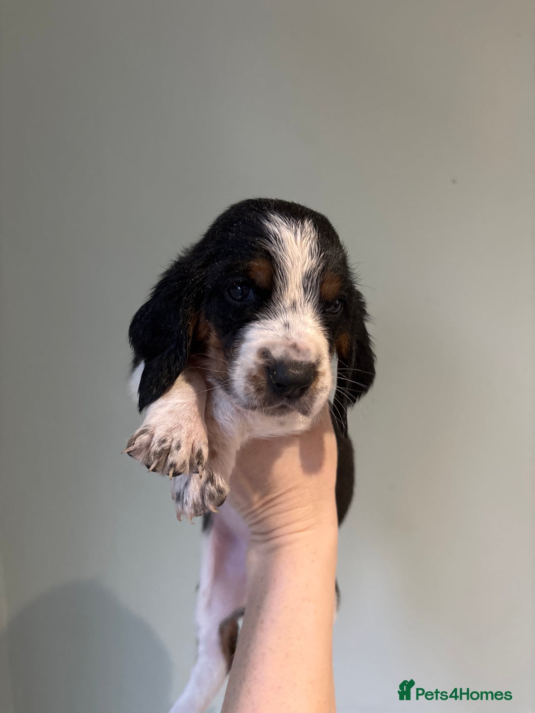 Basset Hound dogs for sale: Bassett hound puppies  - Advert 20