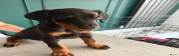 Dobermann dogs for sale: 2 LEFT,READY NOW,BEAUTIFUL DOBERMAN PUPPIES - Advert 7