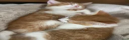 Mixed Breed cats for sale: 4 playful kittens ready to find their forever home - Advert 36
