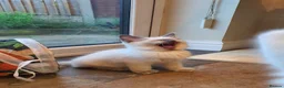 Ragdoll cats for sale: 💕Beautiful GCCF Registered Ragdoll Kittens. - Advert 28