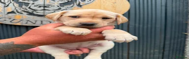 Labrador Retriever 8