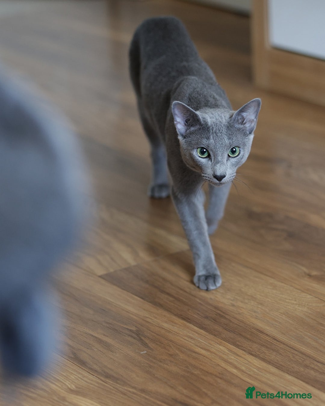 Russian Blue cats for stud: Russian blue for stud  in Burton-on-Trent - Image 10