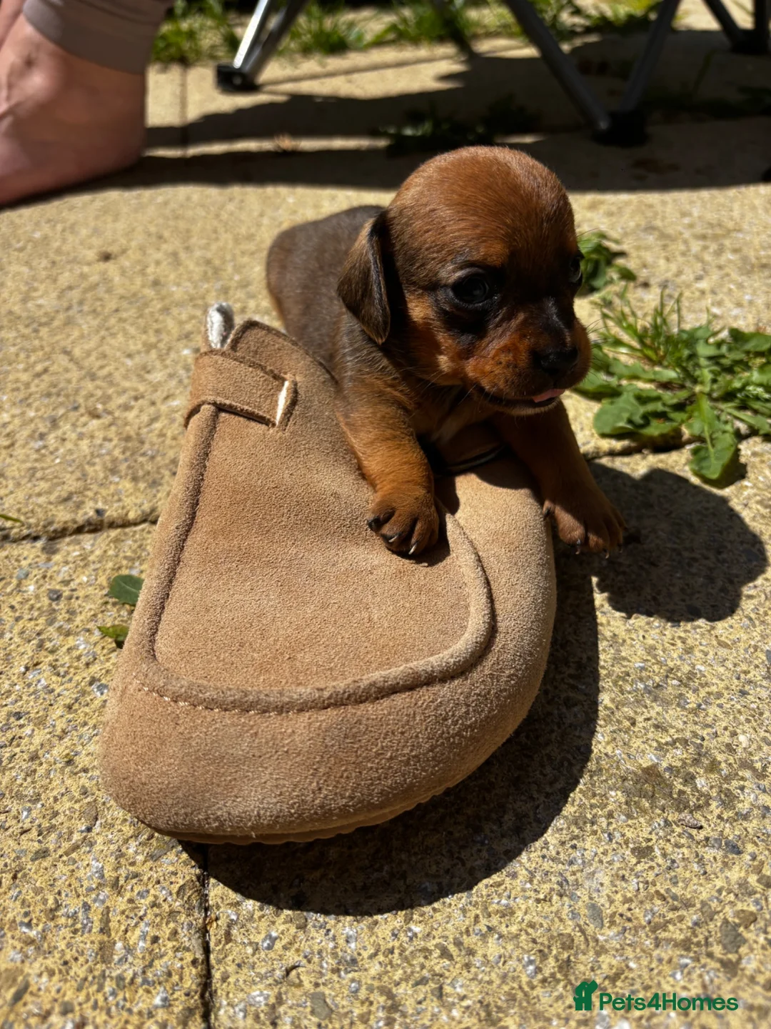 Chiweenie dogs for sale: 4 Gorgeous Chiwennie puppies - Advert 2