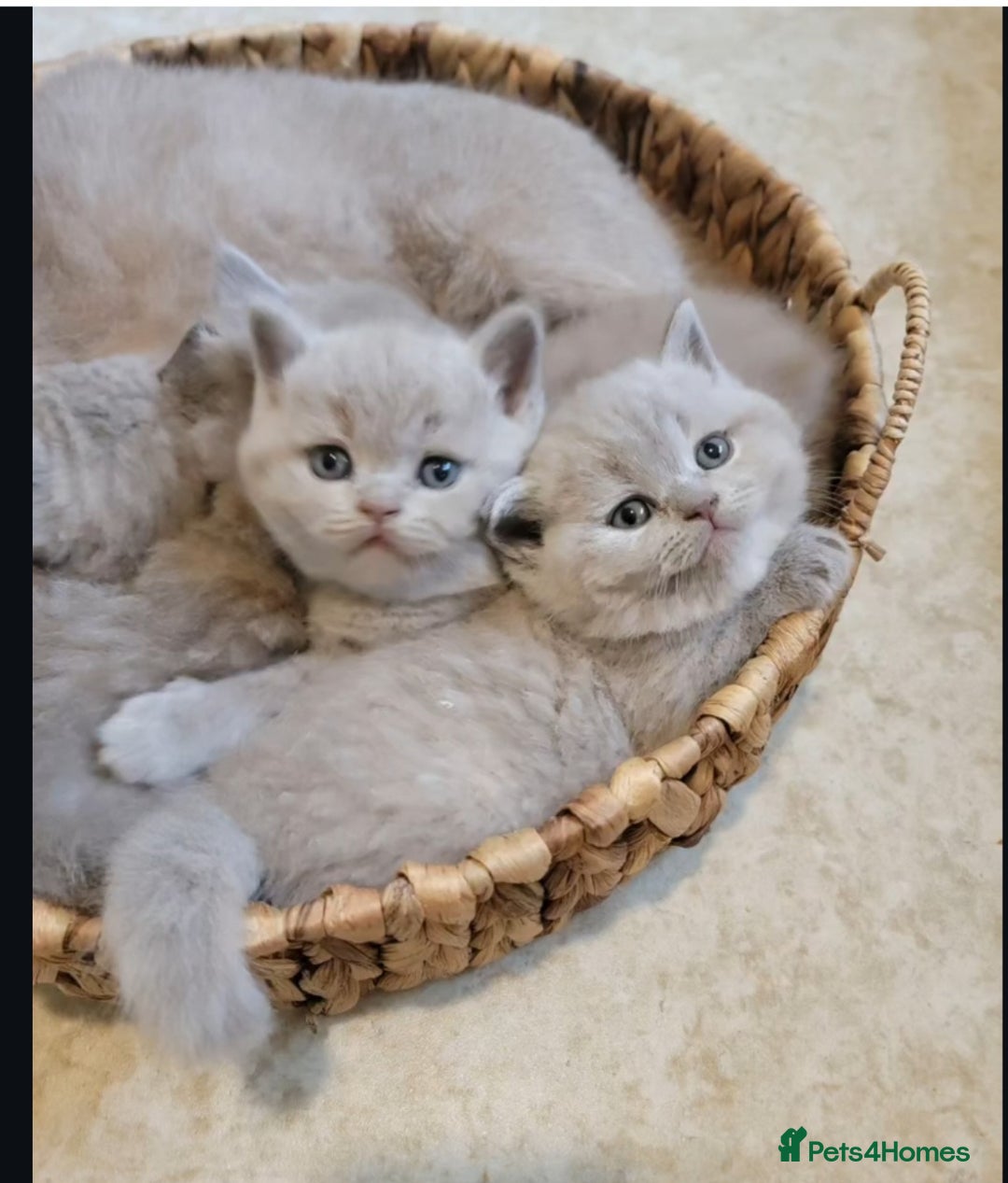 British Shorthair cats for sale: Parents are both on Active GCCF - Advert 3
